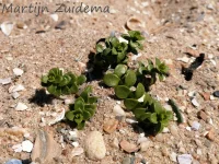 Zeepostelein [Honckenya peploides]